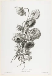 アネモネダブル、Fleurs Dessinees apres Nature、c.1800（点描彫刻）から