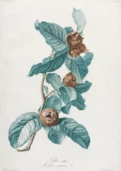 栽培されたメドラーMespilus germanica、c。 1800。