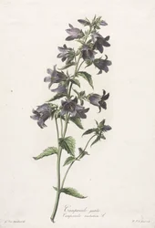 自然から描かれた花：手袋をしたカンパニュラc。 1800。