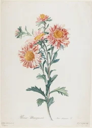 マーガレット、『自然から描かれた花々』より、1800年頃
