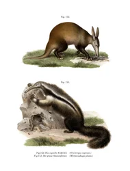ツチブタ、1860