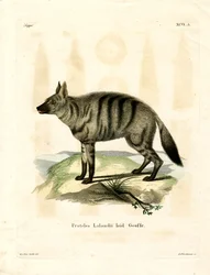 Aardwolf (彩色済み彫刻)