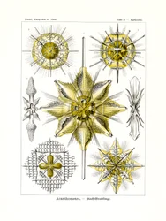 Acanthometra、1899-1904