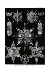 Acanthophracta、1899-1904