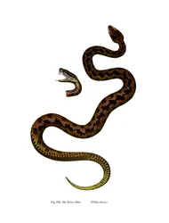 アダー（カラーリトグラフ