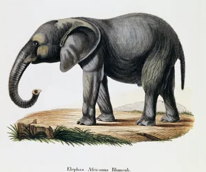 アフリカゾウ（Elephas africanus）、ヨハン・クリスチャン・ダニエル・フォン・シュレーバー（1739-1810）著『自然から描かれた哺乳類とその解説』より、A・フライシュマンのデッサンの後にIC・ボックが彫ったもの、ドイツ