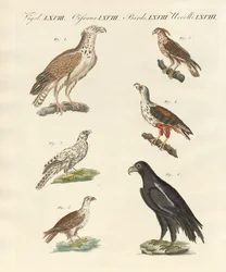 アフリカの鳥（彩色済み彫刻