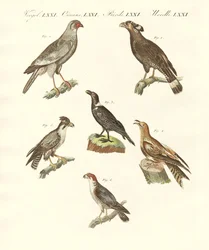 アフリカの鳥（彩色済み彫刻