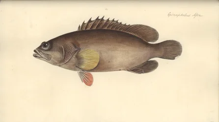 Alphestes afer、1793年以前（紙にトイレ）