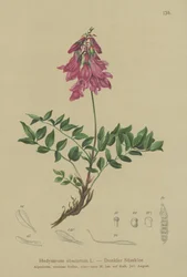 アルパイン（BEAR不明確、BEAR hedysaroides）
