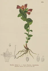 アルパインバルシア（Bartsia alpina）