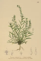 アルパインバスタードヒキガエル（Thesium alpinum）