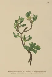 アルパインベアベリー（Arctostaphylos alpina、Arctostaphylos alpinus）