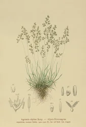 アルパインベントグラス（Agrostis alpina、Aira flavescens）