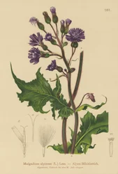 アルパインブルーソウアザミ（Mulgedium alpinum、Cicerbita alpina）
