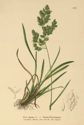 アルパインブルーグラス（Poa alpina）