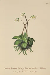 アルパインバターワート（Pinguicula flavescens、Pinguicula alpina）