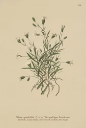 アルパインカンピオン（Silene quadrifida、Ixoca quadrifida）