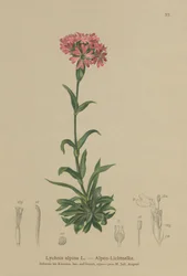 アルパインキャッチフライ（Lychnis alpina、Silene suecica）
