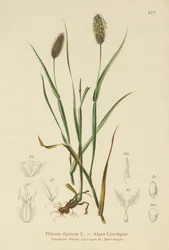 高山猫の尾（Phleum alpinum）