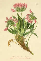アルパインクローバー（Trifolium alpinum）