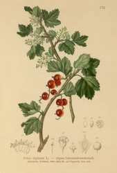 アルパインカラント（Ribes alpinum）