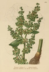 アルパインドック（Rumex alpinus）