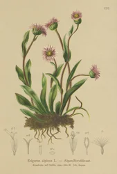 高山エリゲロン（Erigeron alpinus）