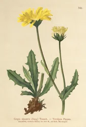 アルパインホークスビアード（Crepis alpestris）