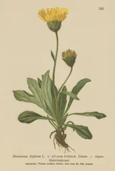 アルパイン（Sorghum alpmum Hieracium Alpen Hieracium hairiness）