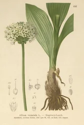 アルパインリーキ（ネギ、ネギ、タマネギVictorialis、Geboscon Triphylus、plantagmeum Garlic、Allium anguinum）