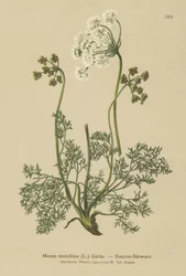 Alpine Lovage（My mutellina、Lovage mutellina）