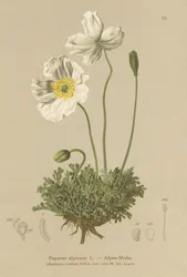 アルパインポピー（Papaver alpinum、subsp。alpinum）