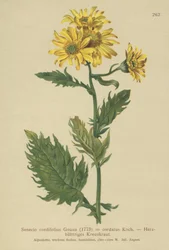 アルパインセージ（Salvia cordifolius Senecio形のSenecio ALPINUS、Jacobaeus alpina）