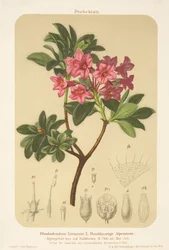 アルパインローズ（Rhododendron hirsutum）