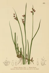 アルパインラッシュ（Juncus alpinus、Juncus alpinoarticulatus）