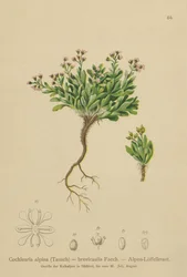 アルパインスカービーグラス（Cochlearia alpina、Cochlearia brevicaulis）