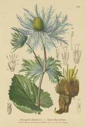 高山の海のヒイラギ（Eryngium alpinum）