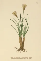 アルパインセッジ（Carex curvula）