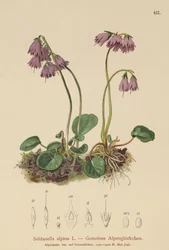 アルパインスノーベル（Soldanella alpina）