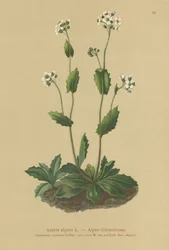 高山の壁-クレス（Arabis alpina）