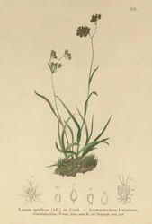 アルパインウッドラッシュ（Luzula alpinopilosa、Luzula spadicea）