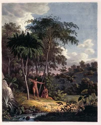 アルソフィラ、アマゾンの水シダ、表XXVIII（Johann Baptist Von SpixとCarl Friedrich Von Martiusによる「Plantarum Cryptogamicarum Brasiliensium」より