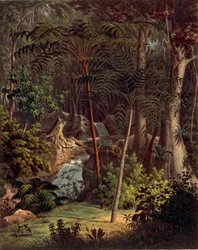 アマゾンの熱帯雨林、表XXVII（Johann Baptist Von SpixとCarl Friedrich Von Martiusによる「Plantarum Cryptogamicarum Brasiliensium」より）。