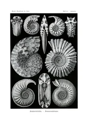 アンモニティダ、1899-1904