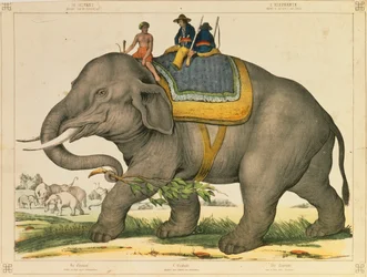 1860年頃、マインツのジョセフショルツが出版した絵の大判を象が狩っていた