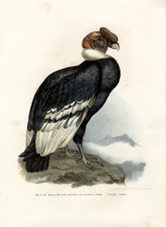 アンデスコンドル、1864