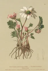 アネモネのようなクロウフット（Ranunculus anemonoides、Callianthemum anemonoides）