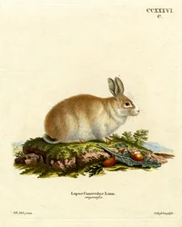 アンゴラうさぎ（彩色彫刻