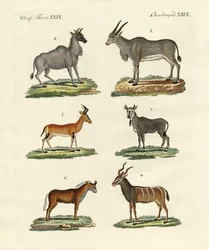アンテロープとガゼル